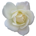 Rose White 2 Icon