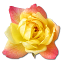 Rose Yellow 2 Icon