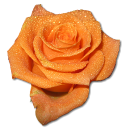 Rose orange 2 Icon