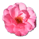 Wild Rose Pink 1 Icon