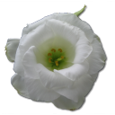 Wild Rose White 1 Icon