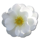 Wild Rose White 2 Icon
