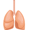 Lung and bronchus Icon