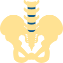 pelvis Icon
