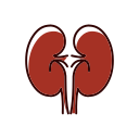 Medicine kidney Icon