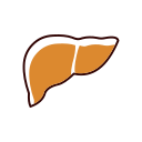 Medicine liver Icon