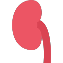 kidney Icon