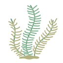 Linear seaweed Icon