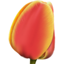 tulip Icon