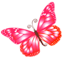 Butterfly pink Icon