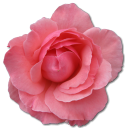 Wild Rose Pink 2 Icon