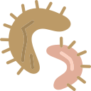 microorganism Icon
