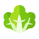 Chinese cabbage Icon