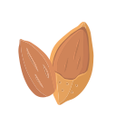 Almonds Icon