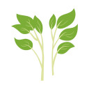 Water spinach Icon