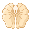 Walnut kernel Icon