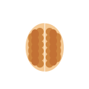 Paper walnut Icon