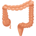 large intestine Icon
