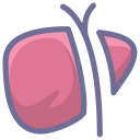 Liver, liver fat, organ Icon