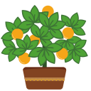 Orange tree Icon
