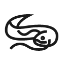 Lung fish Icon