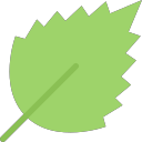 birch leaf Icon