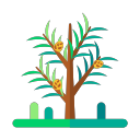 Pinus tabulaeformis Icon