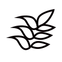 Phellodendron amurense Icon