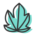 Maple leaves Icon