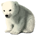 Baby Polar Bear Icon