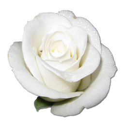 Rose White 1 Icon
