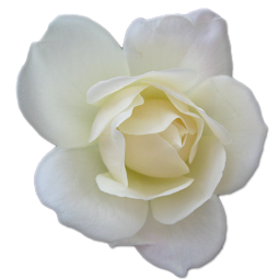 Rose White 2 Icon