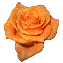 Rose orange 2 Icon