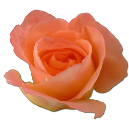 Rose peach 2 Icon