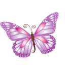 Butterfly purple Icon