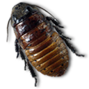 Caca Roach Icon