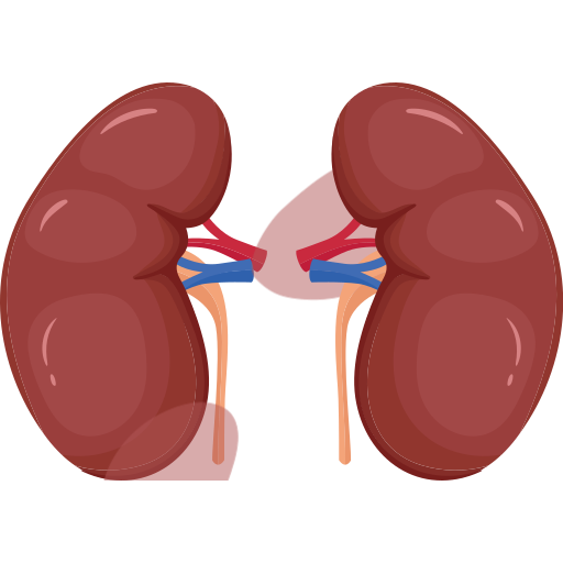 kidney Icon