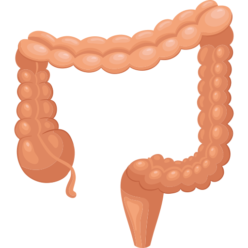 Large Intestine Outline Svg Png Icon Free Download Sexiz Pix