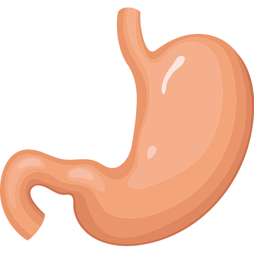 stomach vector