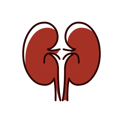 Medicine kidney Icon