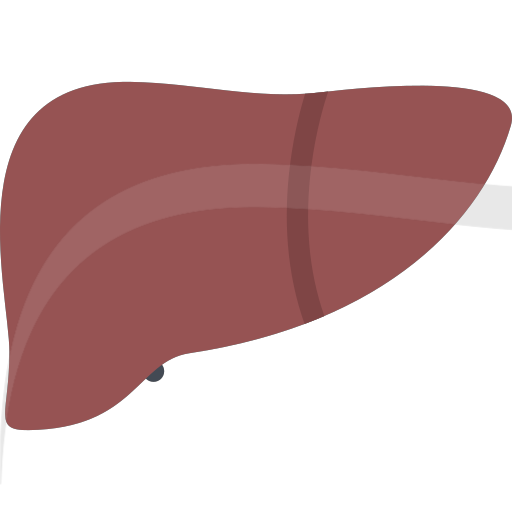 liver Icon